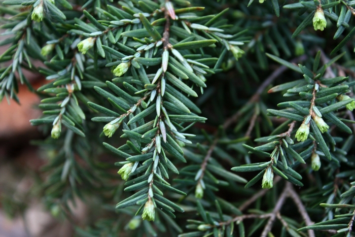 Тис остроконечный taxus cuspidata