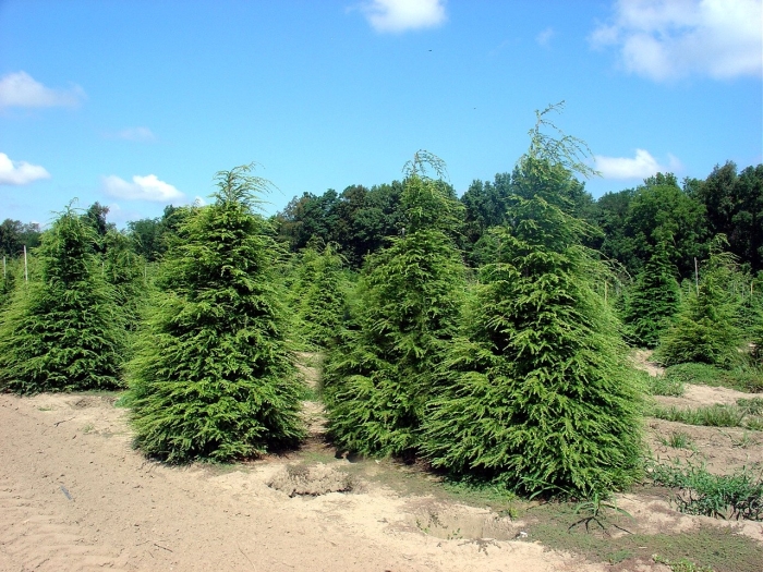 Тсуга канадская джедделох