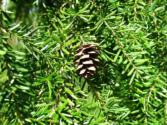 Тсуга хвойное дерево