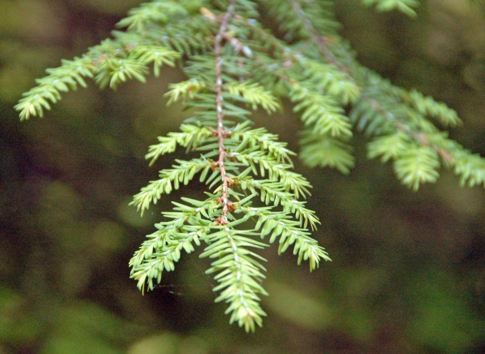Tsuga canadensis