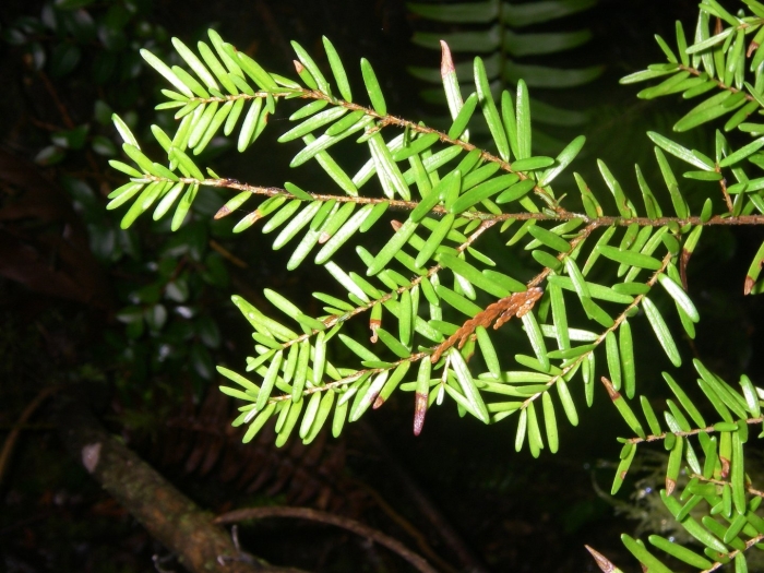 Tsuga heterophylla