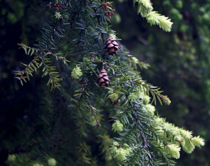 Тсуга горная
