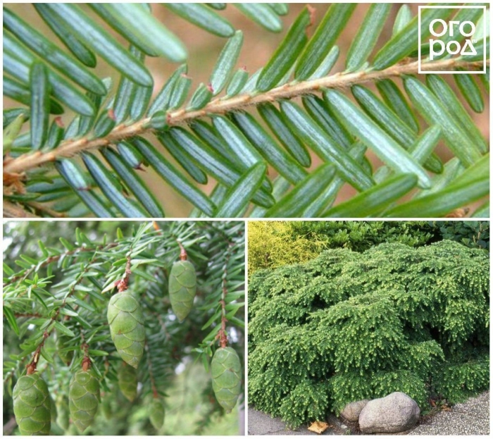 Хвойное растение с плоскими иголками