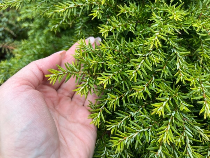 Туя кипарис можжевельник