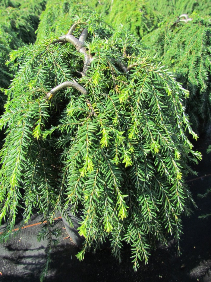 Тсуга канадская джедделох