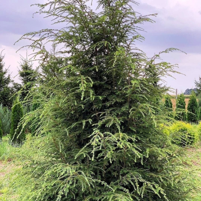 Тсуга канадская