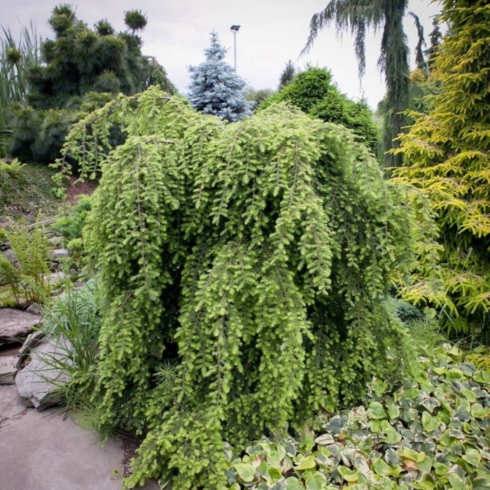 Тсуга пендула