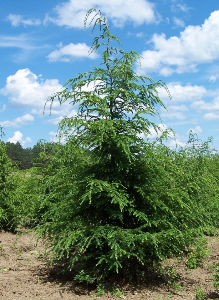 Тсуга канадская tsuga canadensis