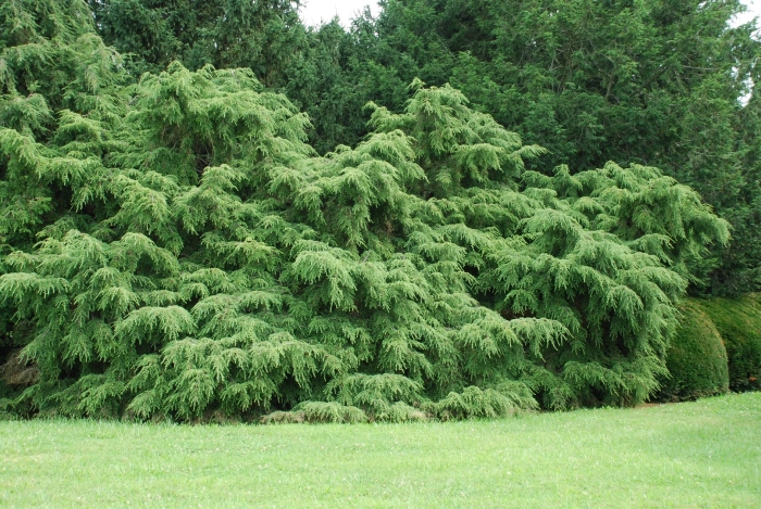 Тсуга канадская пендула
