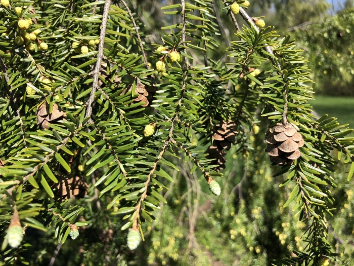 Тсуга каролинская