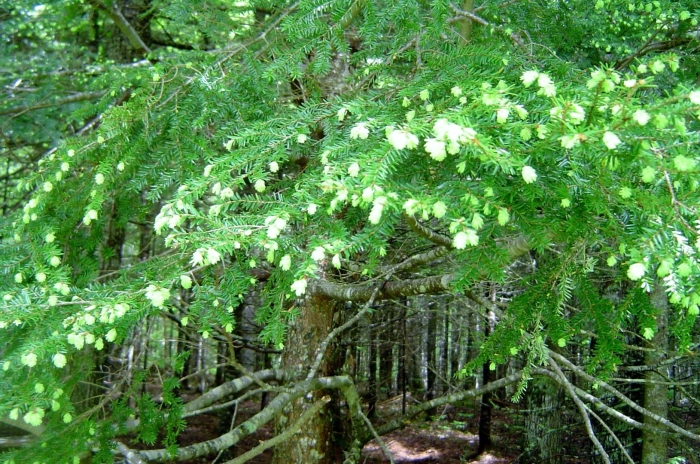 Eastern hemlock
