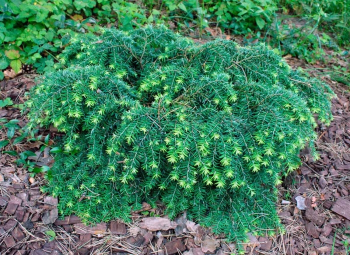 Тсуга канадская джедделох описание