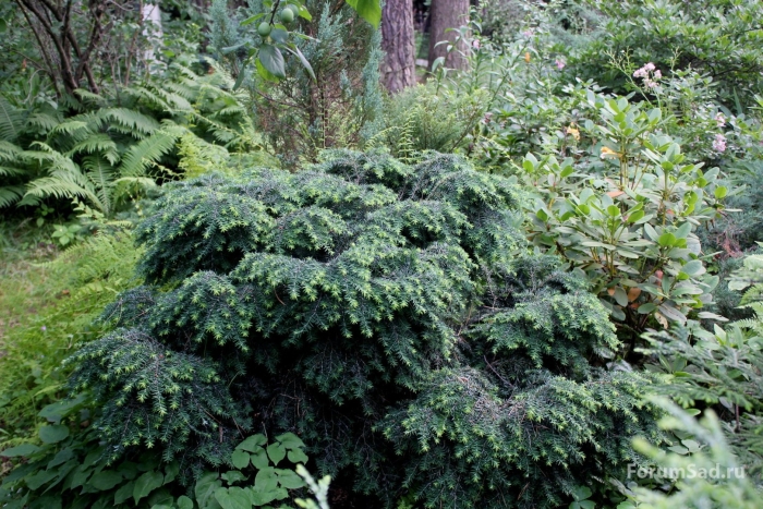 Тсуга канадская джеделох