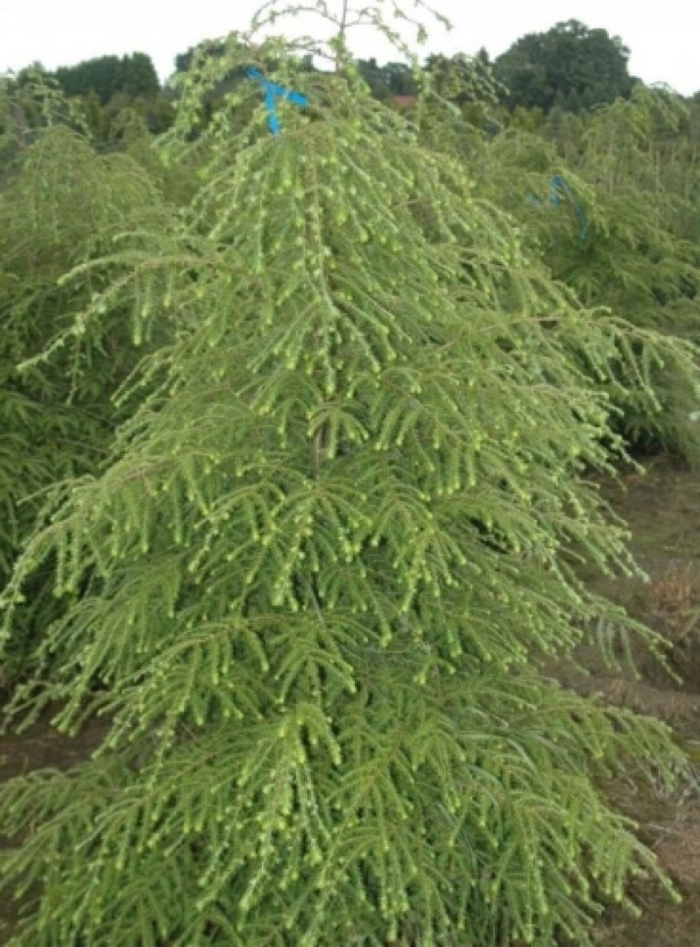 Picea abies formanek