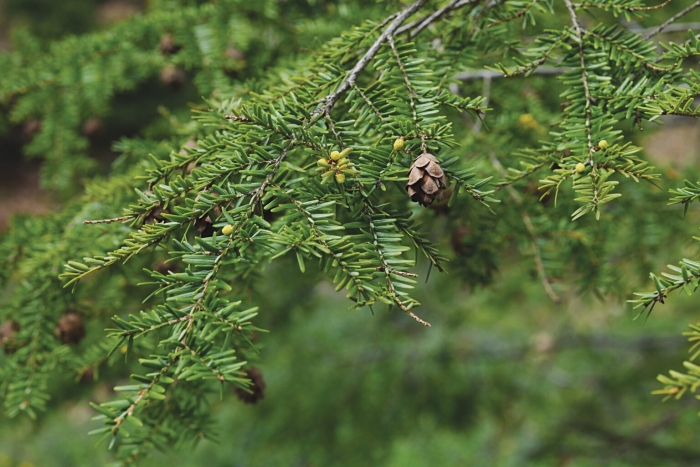 Тсуга канадская иголки