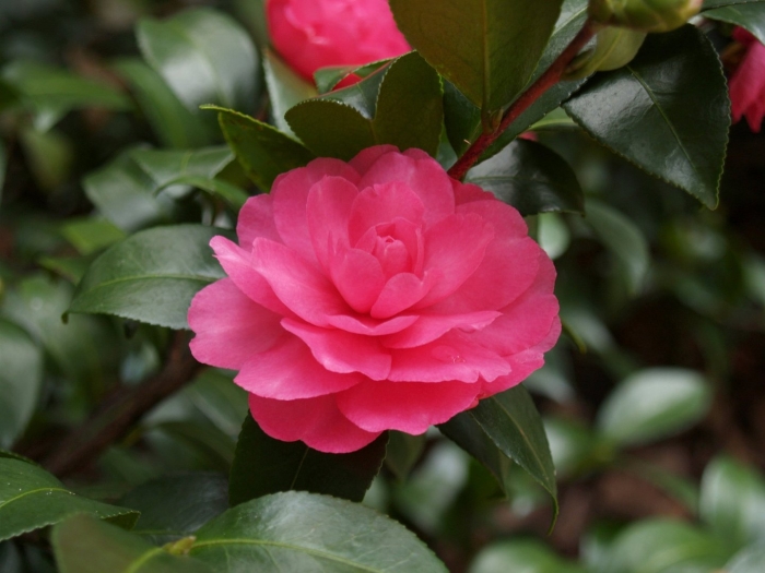 Камелия сасанква