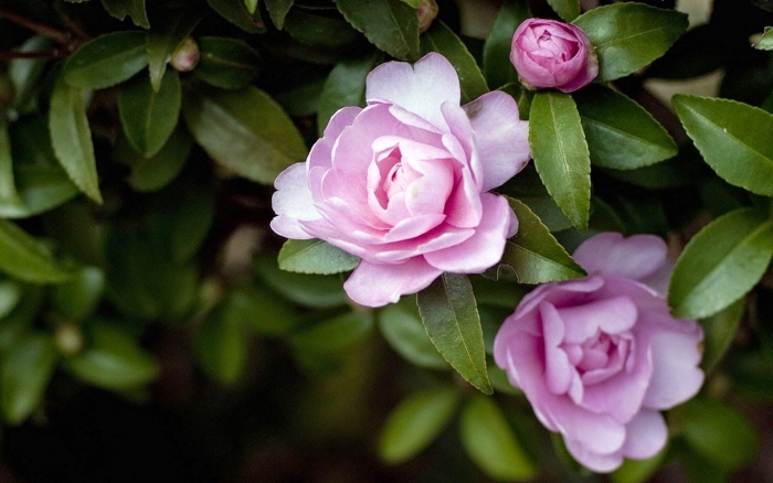 Розовая камелия