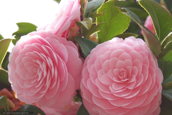 Цветок японская камелия