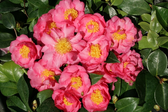 Камелия сасанква