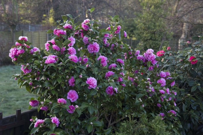 Камелия кустарник