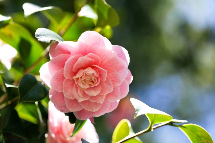 Камелия японская