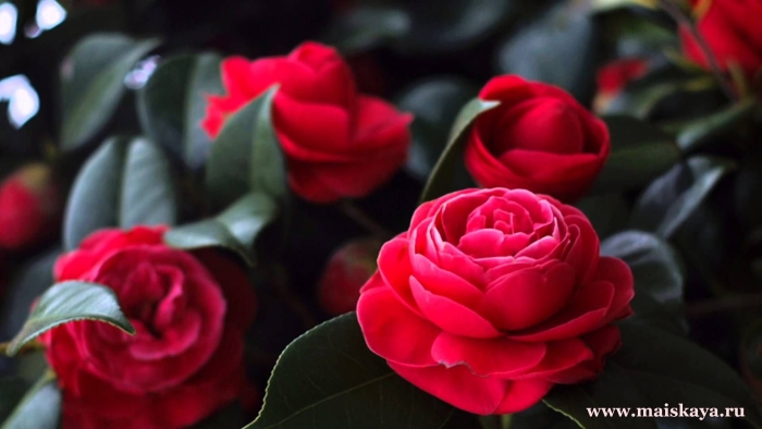 Красная камелия