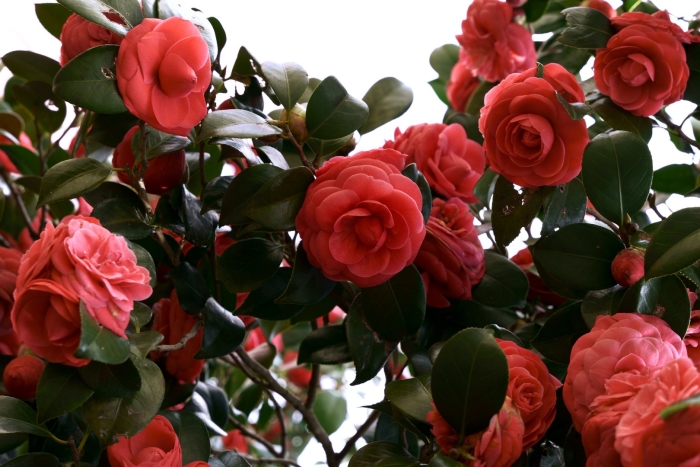 Камелии куст