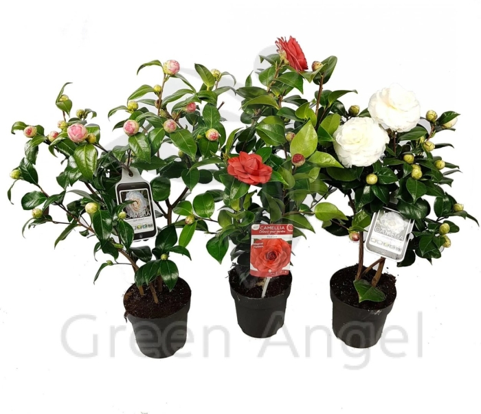 Камелия японика бономиана