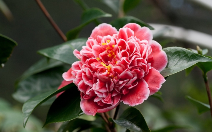 Камелия японская