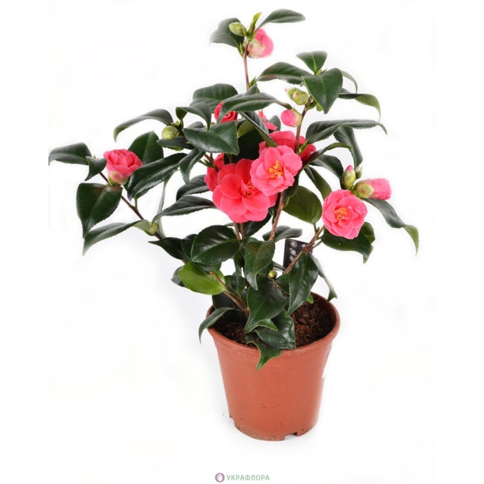 Камелия комнатная