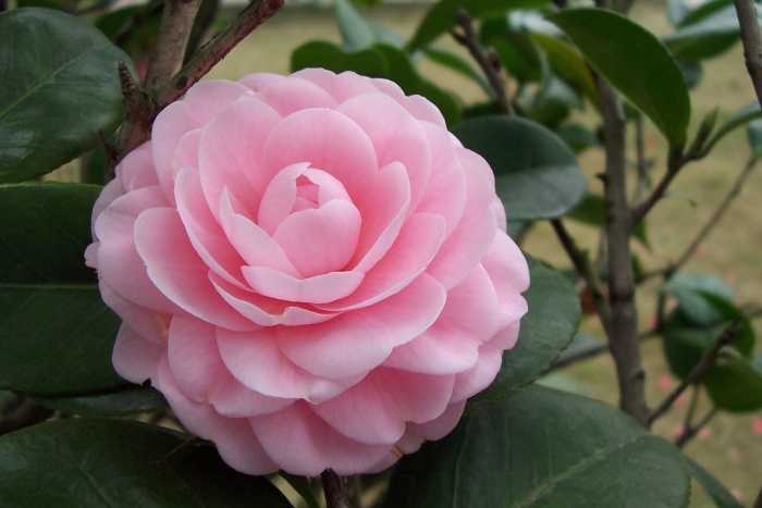 Камелия японская