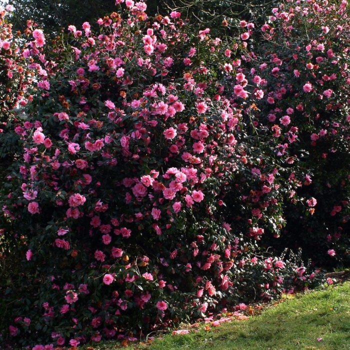 Камелия садовая кустовая
