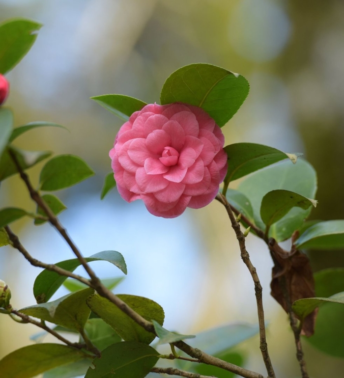 Камелия японская в сочи