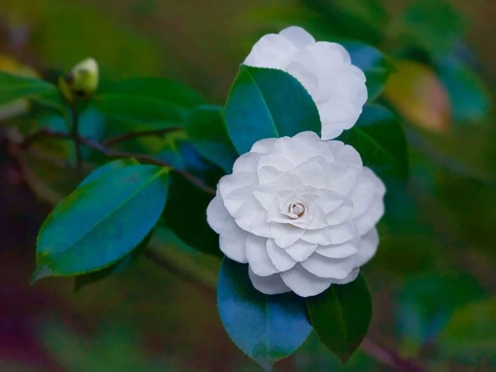 Камелия дабл уайт