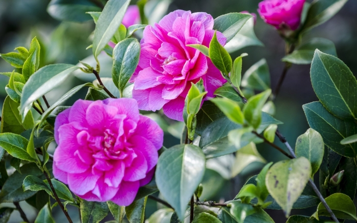 Японская камелия