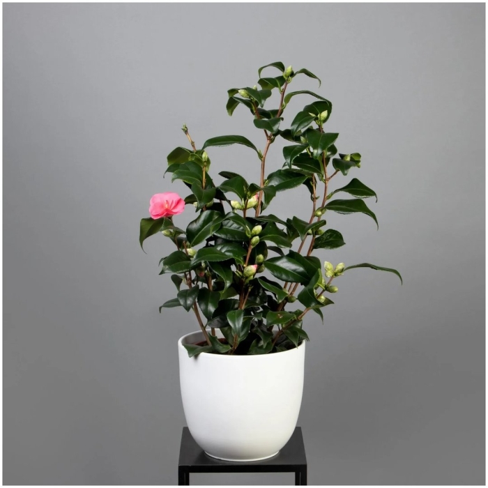 Камелия микс