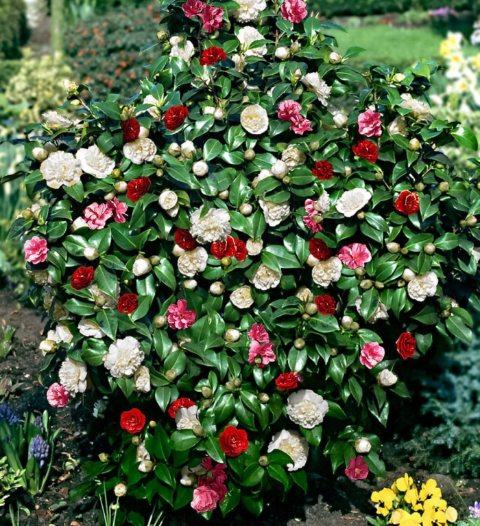 Камелия японская древовидная