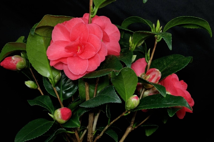 Камелия цветок комнатный