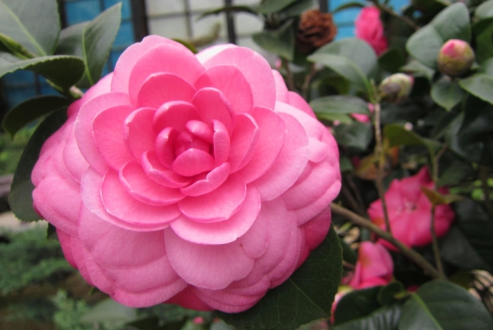 Камелия японская маргарита коллеони