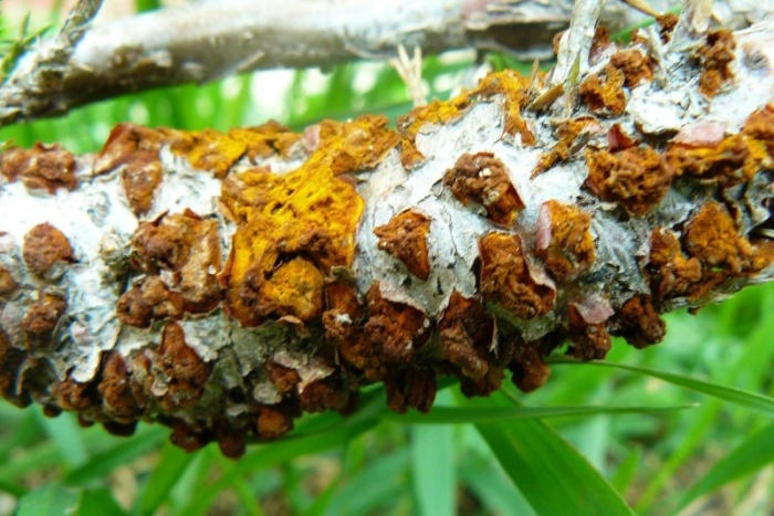 Ржавчина груши (ржавчинный гриб)