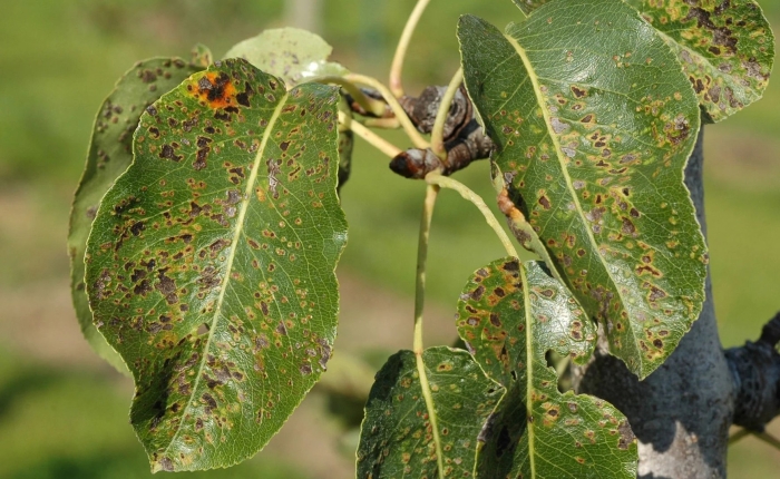 Ржавчина яблони gymnosporangium tremelloides hartig