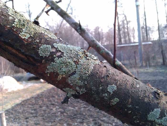 Сажистый грибок на коре яблони