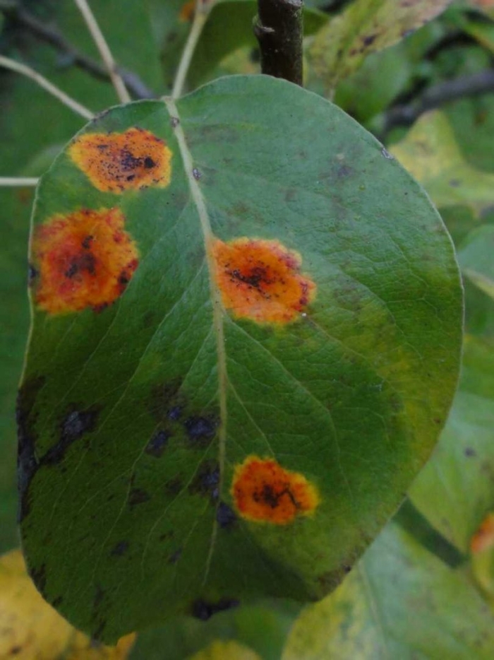 Филлостиктоз (бурая пятнистость)