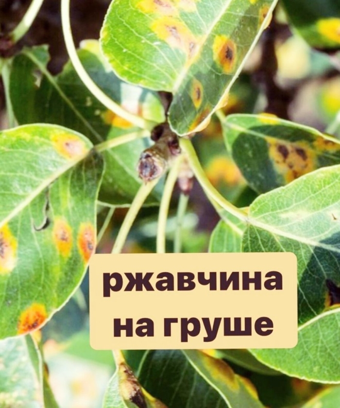 Ржавчина на листьях груши
