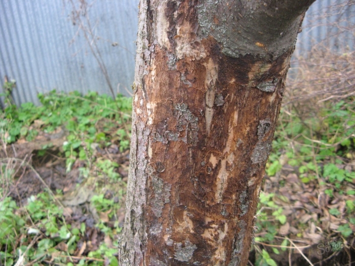 Антракноз кора яблони