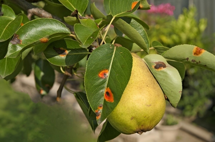 Ржавчина на груше