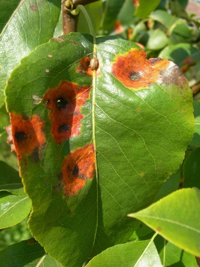 Gymnosporangium sabinae ржавчина груши