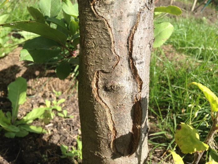 Цитоспороз стволовая гниль