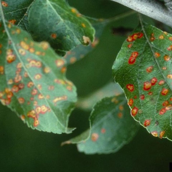 Puccinia malvacearum