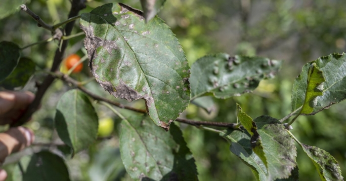 Парша листьев яблони